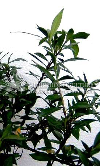 Ocimum basilicum (Kesum)